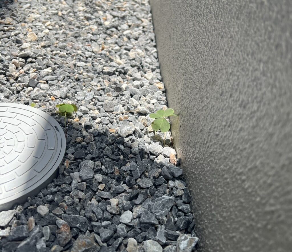 砂利に生えた雑草の画像